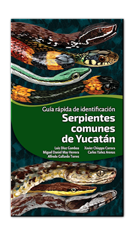 Serpientes comunes de Yucatán